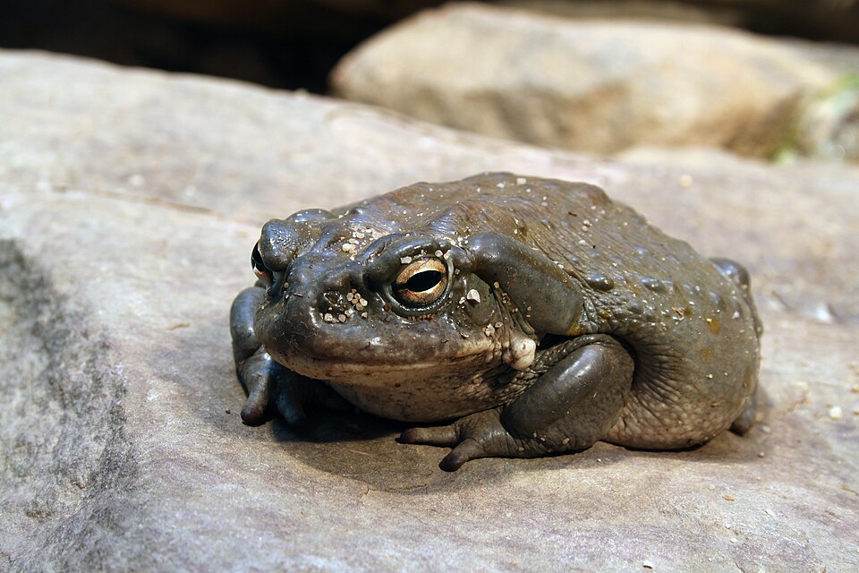 Bufo alvarius coloradokröte