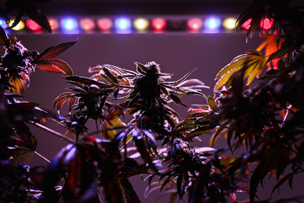 Data centers de IA começam a mirar imóveis de cannabis
