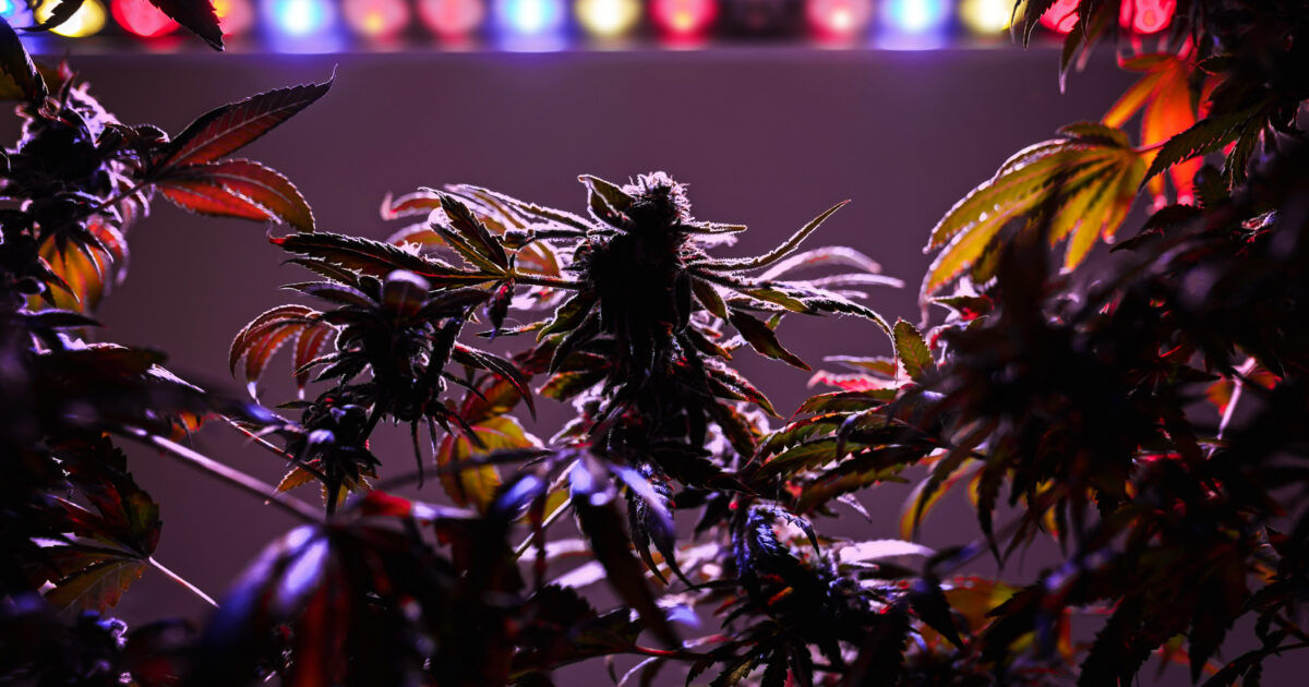Cannabis medicinal para dor crônica: o que diz a ciência?