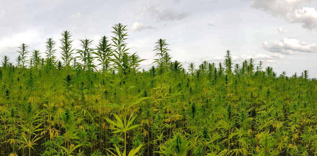Regra para cultivo de cannabis entra em vigor no Brasil Regra para cultivo de cannabis entra em vigor no Brasil