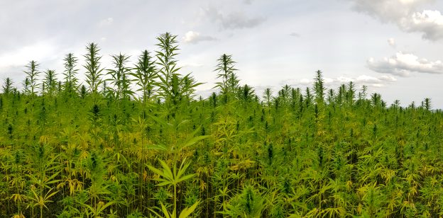 Regra para cultivo de cannabis entra em vigor no Brasil