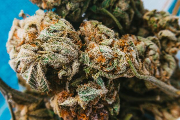 Flor de maconha com semente: por que isso acontece?