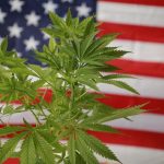 EUA-aprova-legalizacao-da-cannabis-1.jpg