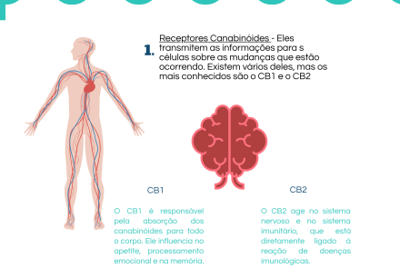 Info-sistema-endocanabinoide-.png