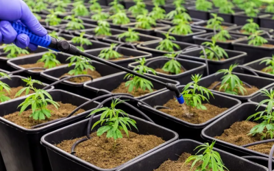 Ministério da Agricultura defende legalização do cultivo de cannabis