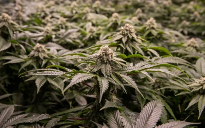 Prefeitura-capacita-associacao-para-cultivar-cannabis
