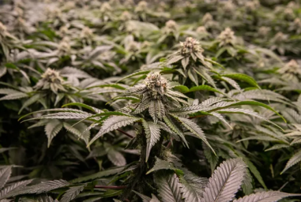Prefeitura-capacita-associacao-para-cultivar-cannabis