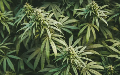 STJ vai fazer audiência pública sobre o cultivo de cannabis
Foto: Reprodução