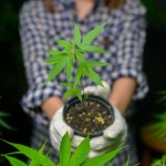 agricultor-esta-segurando-mudas-de-cannabis-em-fazenda-legalizada