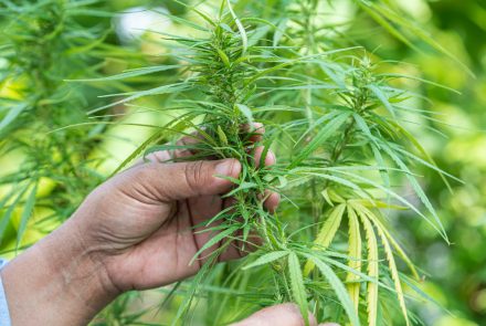 cannabis-marijuana-and-cannabinoids-plant-alternative-herb-medical-concept-scaled-1.jpg