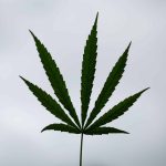 Associação das indústrias de cannabis quer a opinião da população