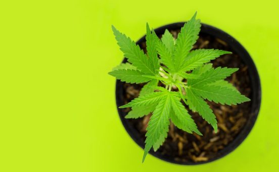 cannabis-plant-fresh-green-leaves-of-marijuana-on-green-background-1024x683-1.jpg