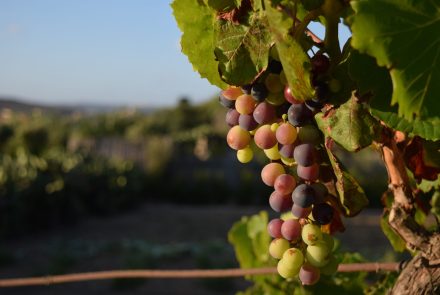 Como o cultivo de cânhamo melhorou a qualidade de vinhos
Foto: Freepik
