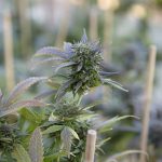 DEA aceita recomendação para reclassificar a cannabis