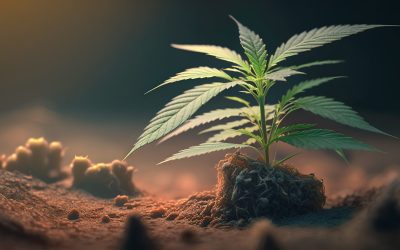 UFV pretende criar um banco genético com até 500 tipos de cannabis
Foto: Freepik