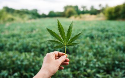Marijuana leaf, cannabis on field background, beautiful background, outdoor cultivation