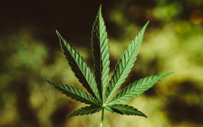 marijuana leaf medical indica sativa hybrid