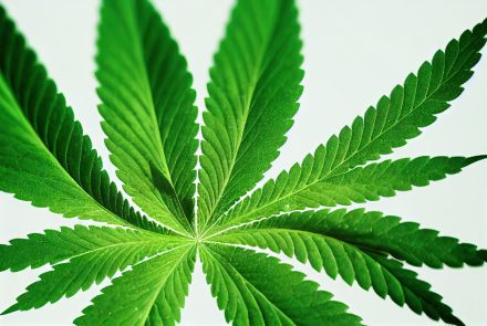 isolated-green-cannabis-leaf-front-view-scaled-1.jpg