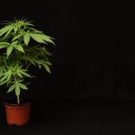 Young Green Leaf Cannabis Indica Plant Marijuana