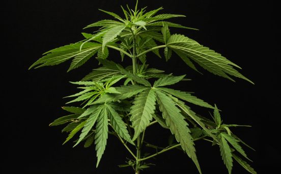 marijuana-scaled-1.jpg